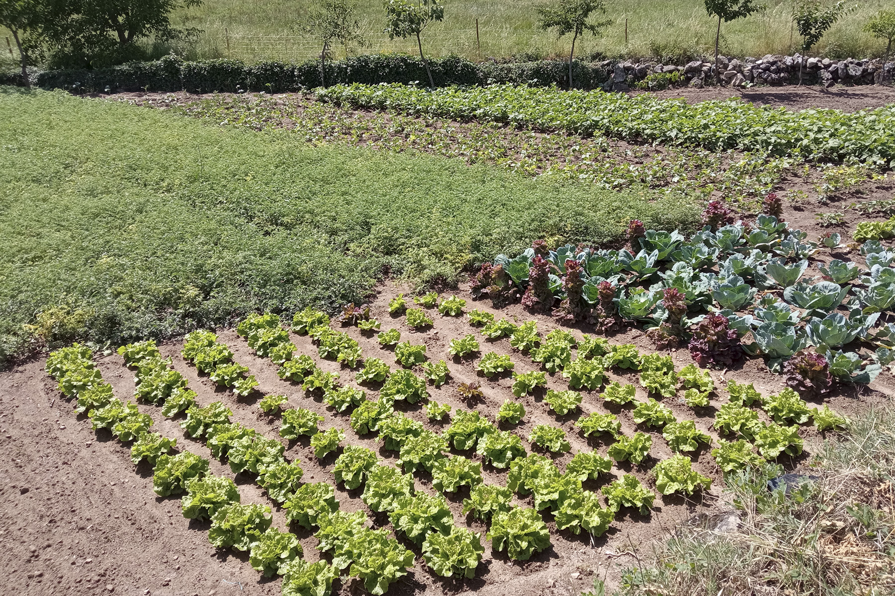 agricultura familiar